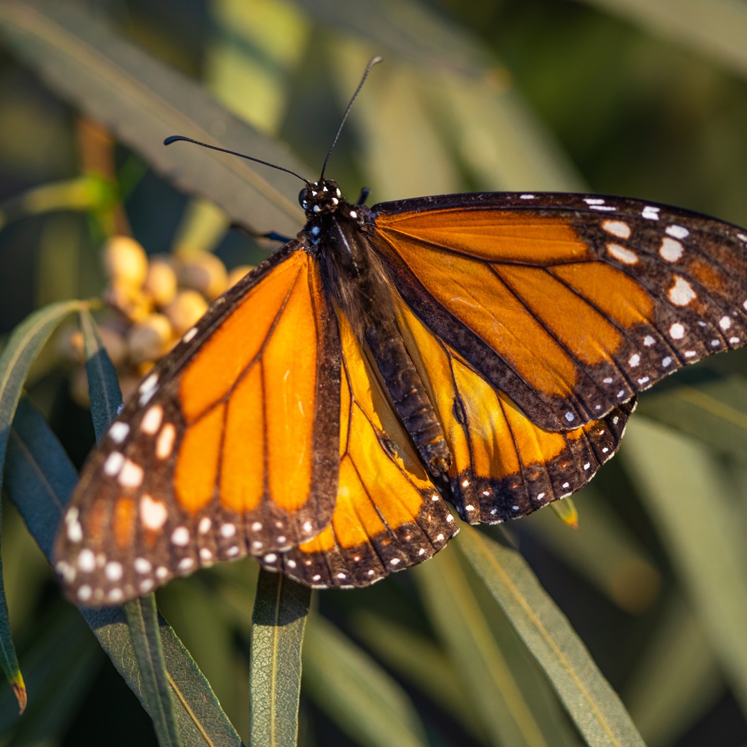 Monarch of the Endocrine System